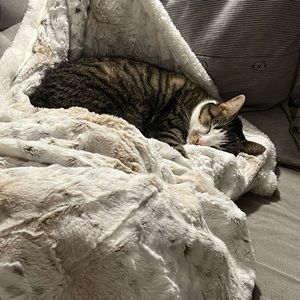 bundle for @asarmstrong13